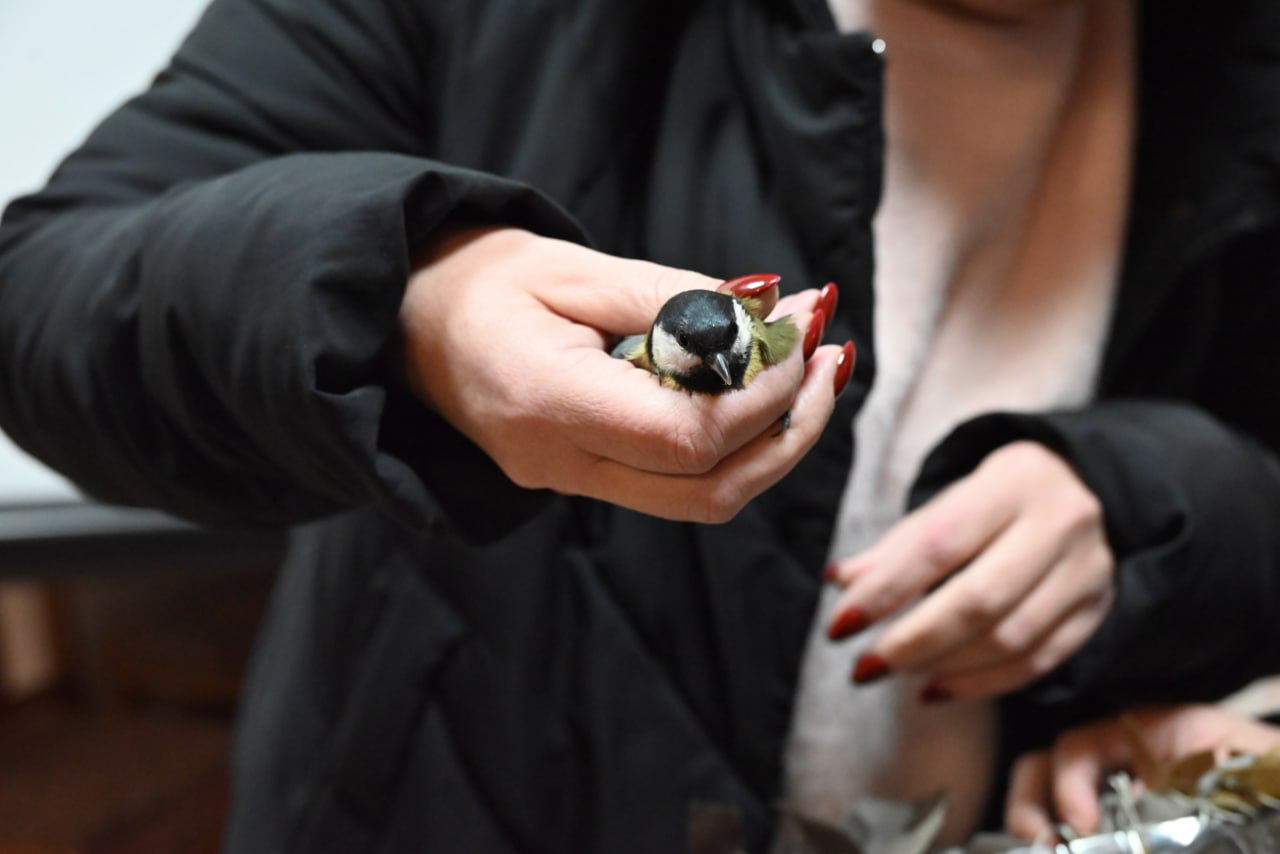 Спасение одной синички — вклад в сохранение целого леса