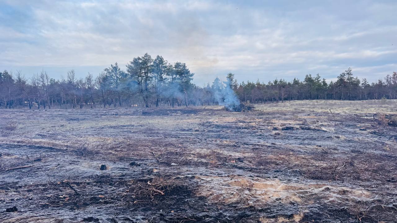 Голопристанский лесхоз завершил лесосечные работы санитарной очисткой территории