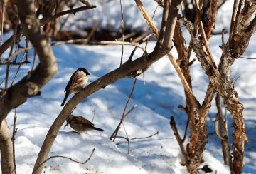 � ���������� ������� ׸����� ���� � ���������� ������� � �������