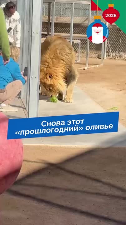 Не прошлогодний, а НОВОГОДНИЙ!