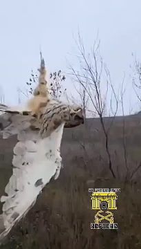 ���� ����� ������� ���� �� ���������