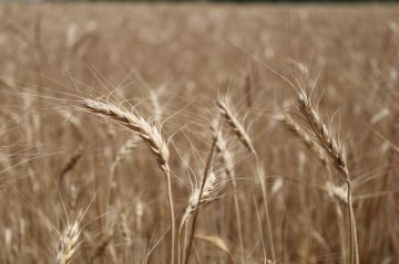 ������������ � ���, ��� ���������� ���������� ������������� � 2025 ����