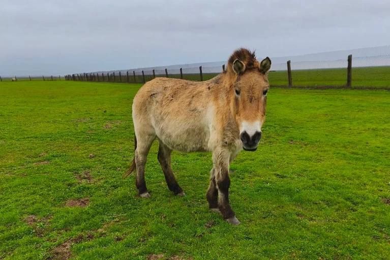 ����� ������� ��������-����: ������ ������������� ������ ������ ���������������