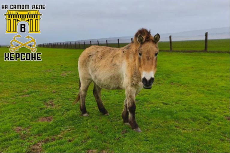 Мы поздравляем с днем рождения нашу землячку — жительницу заповедника Аскания-Нова, лошадь Пржевальского по кличке Ветвь