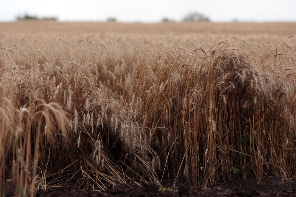 В Херсонской области озимый сев составил свыше 572 тыс