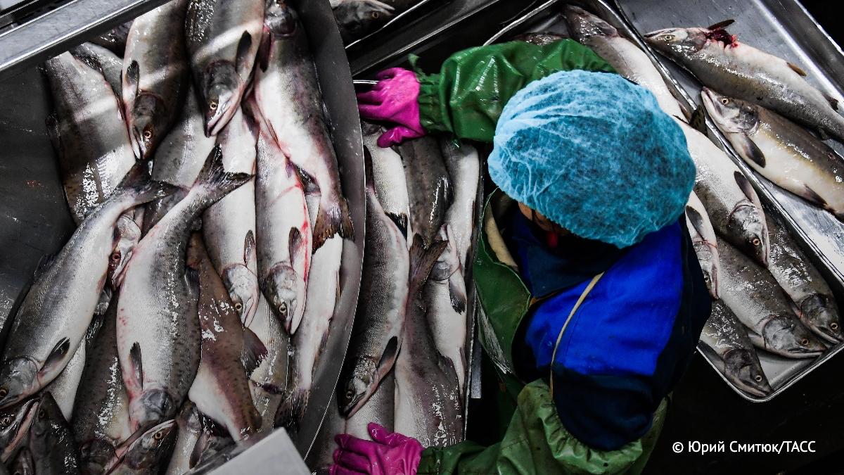 Россия сохраняет мировое лидерство по добыче тихоокеанских лососей, сообщили в Росрыболовстве
