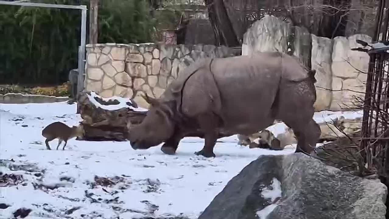 Дерзкая выходка в польском зоопарке!
