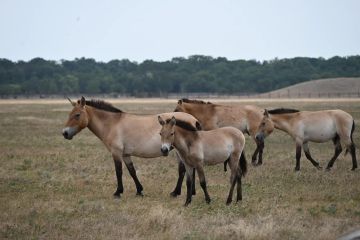 ������ ������������� � ��������-���� ���������� ������ ����������