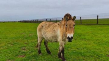 � ����������� ����������� ��������-���� ���� ���������� ������ ������������� �� ������ ����� � � 2025 ���� �� ����������� 38 ���