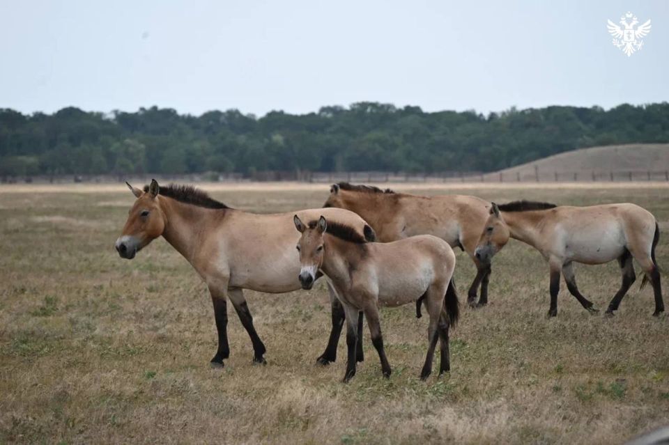 ������ ����������: ������ ������������� � ��������-���� �������� 38-� ���� ��������