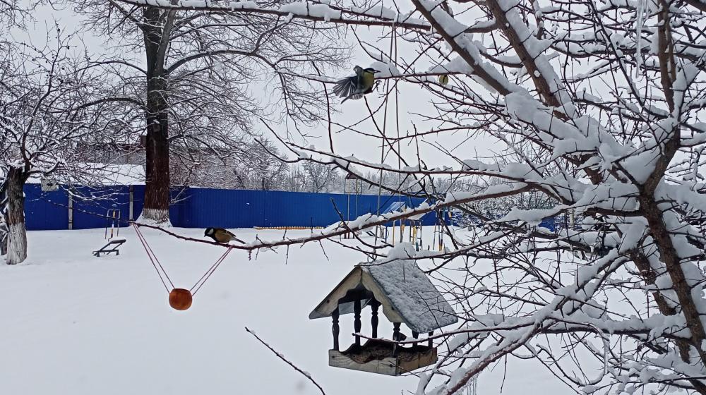 Жителей новых регионов приглашают принять участие в интернет-конкурсе кормушек от Союза охраны птиц России