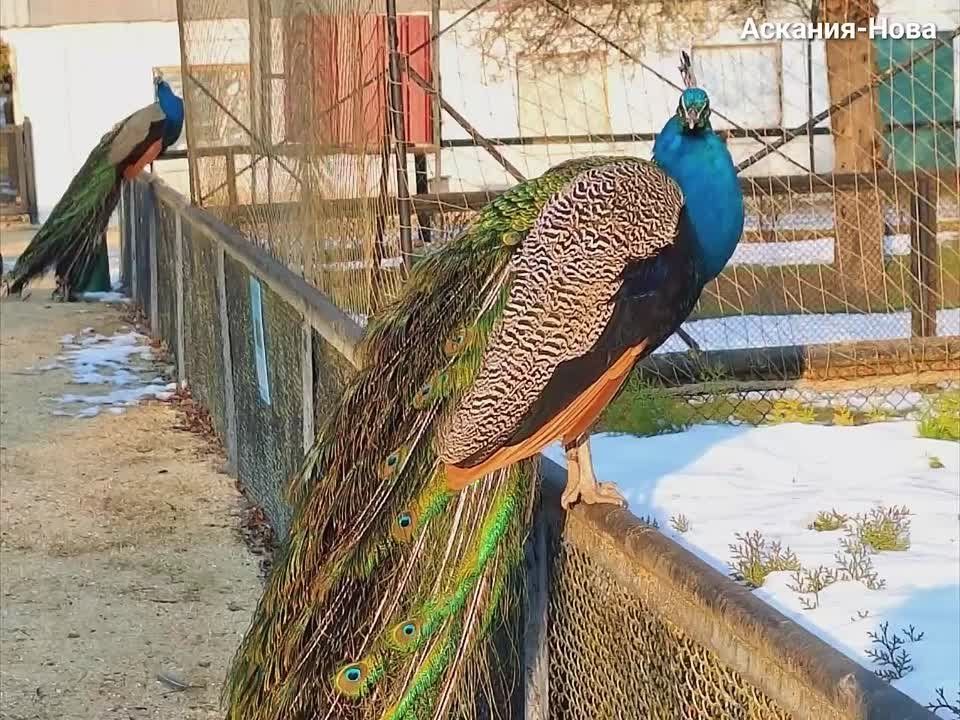 "�������-����": ������ ����� 2025 ����!