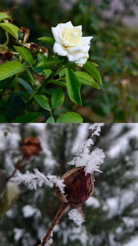 Алешкинский центр культуры и досуга представляет работы фотокружка «ФотоАрт», посвящённые зимней поре! В этих снимках ярко отражается красота зимней макросъёмки — тонкие снежинки, ледяные узоры и хрустальные детали...