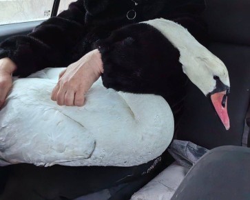 �������� ��������� ����� ������ �������