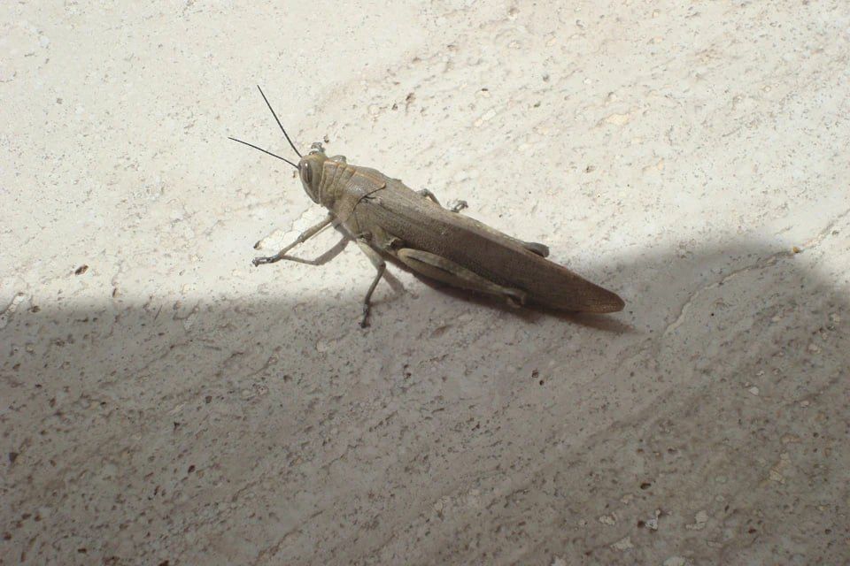 Саранча залетала со стороны Украины: Россельхозцентр рассказал о вредителях на полях Херсонщины