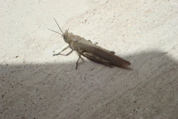 ������� �������� �� ������� �������: ��������������� ��������� � ���������� �� ����� ����������