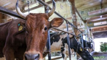 � ���������� ������� ������� ����� ����� ���������������� � ������� ��������