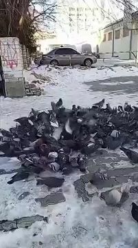 ������ ������ � �������