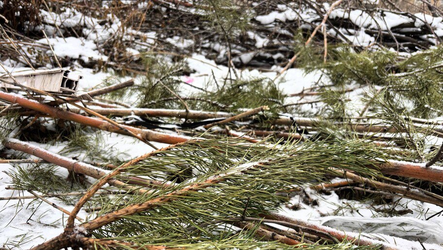 Новороссия и Донбасс приняли участие в проекте «Елковорот»