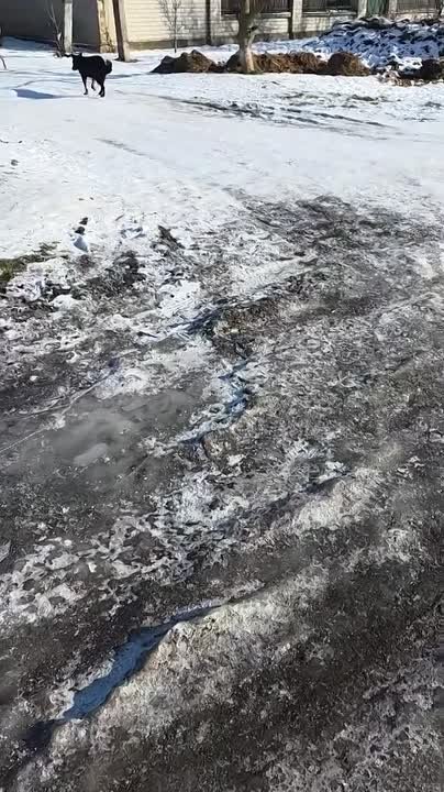 В херсонском поселке Текстильном – проблема с бездомными собаками