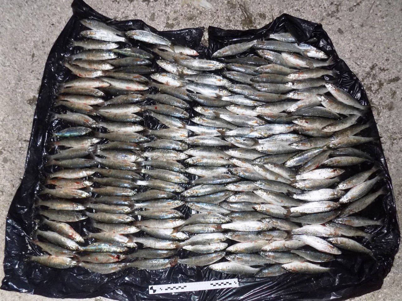 Двое браконьеров задержаны в заливе Сиваш — ущерб 147 тысяч рублей