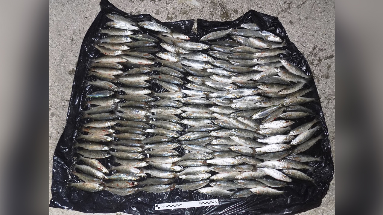 Херсонская транспортная полиция задержала двух браконьеров, выловивших более 210 рыб в заливе Сиваш