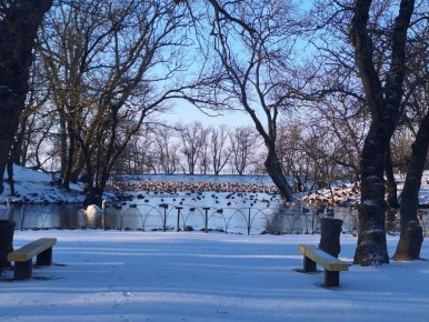В связи с неблагоприятными погодными условиями дендропарк «Аскания-Нова» временно закрыт для посещения
