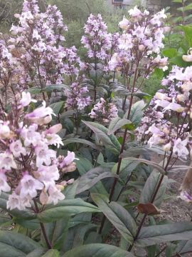 ������ ����, ������ � ����� ����������� ������!