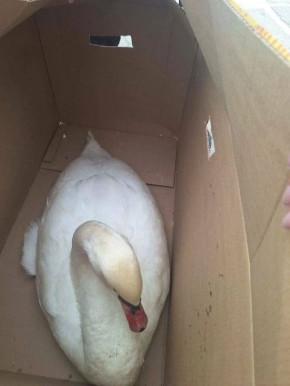 В биосферном заповеднике «Аскания-Нова» не остались равнодушными к беде редких птиц