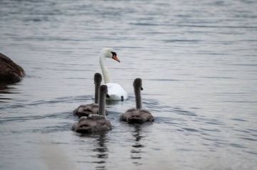 ���������������� ����� ���� ������� � ���������� ������