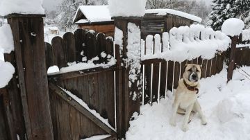 Эффективность обращения с бездомными животными будет оцениваться на региональном уровне