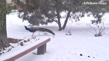 Павлины в «Аскания-Нова» полюбили русскую зиму