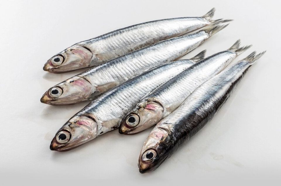 �� ��������� ������: ������� ������� ������������ ����������� ��������� �������