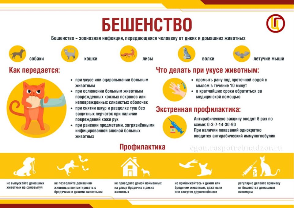 ������������ ���������: ������, ������� ������� �����