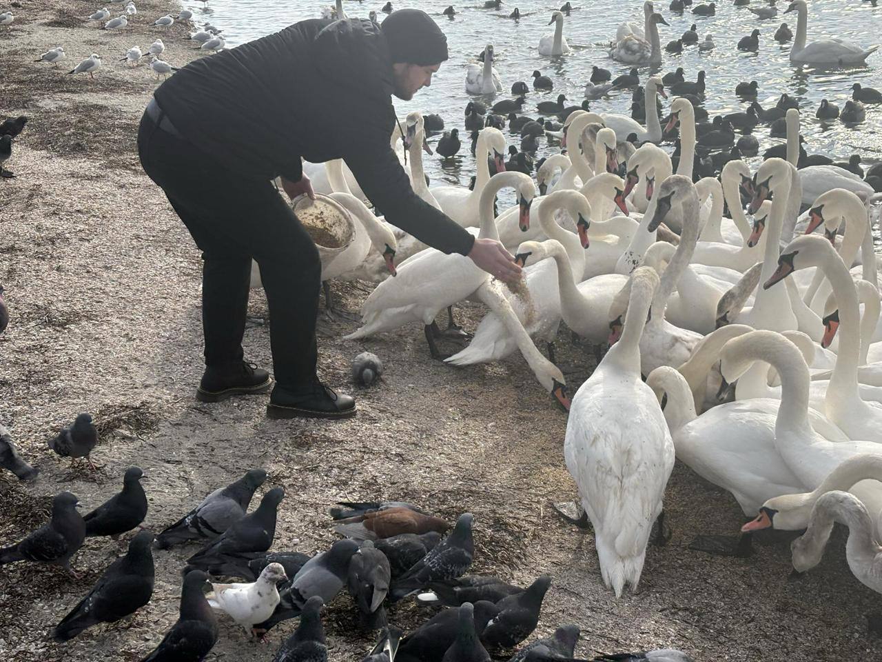 В Скадовске организовали мероприятие по поддержке птиц, остающихся на зимовку