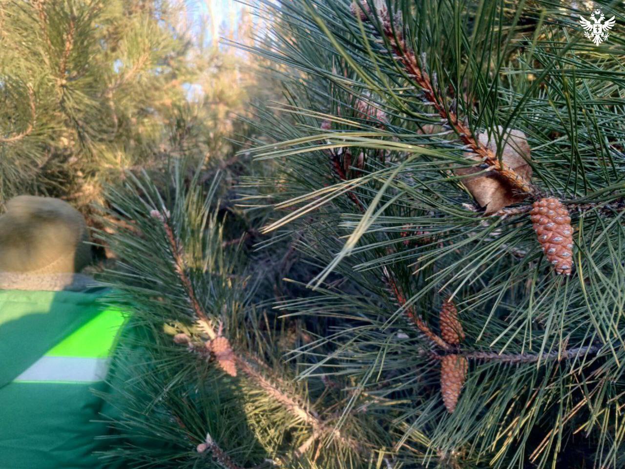 В Скадовском лесхозе начали заготовку семян сосны крымской для восстановления лесов