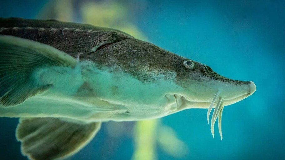 ������� 400 ���. ������� ������ ������ �������� � �������� ���� � 2026 ����