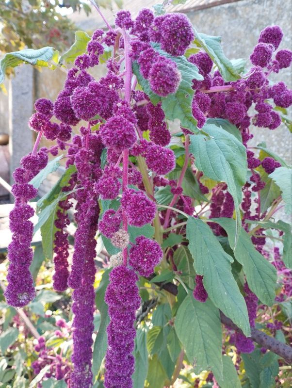 ������� ���������� ���� ��������� ����������� ���� ������ ��������!