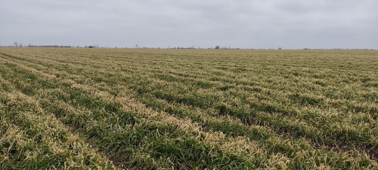 Аграрии Херсонской области ждут хорошего урожая