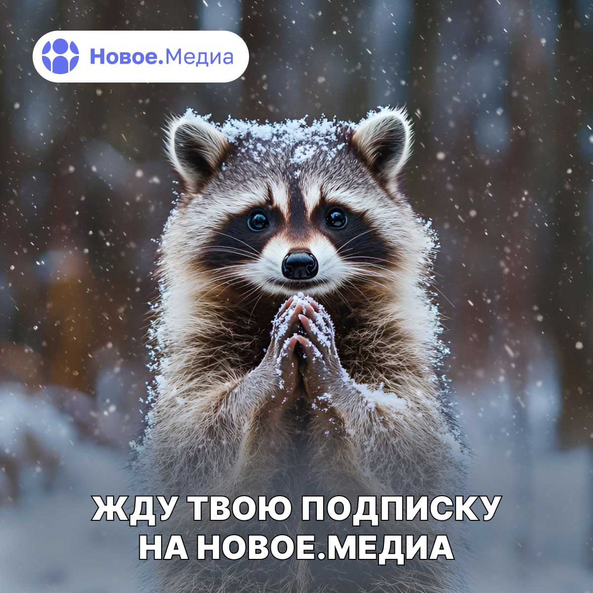 Енот из Херсона: Есть тихие моменты, когда ждёшь чего-то по-настоящему важного