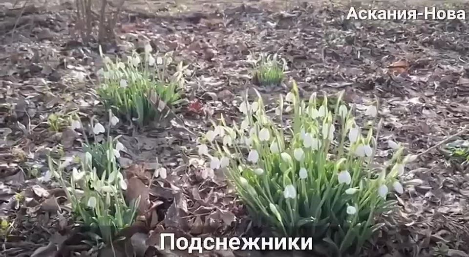 � ��������-���� ��������� ������ �����������