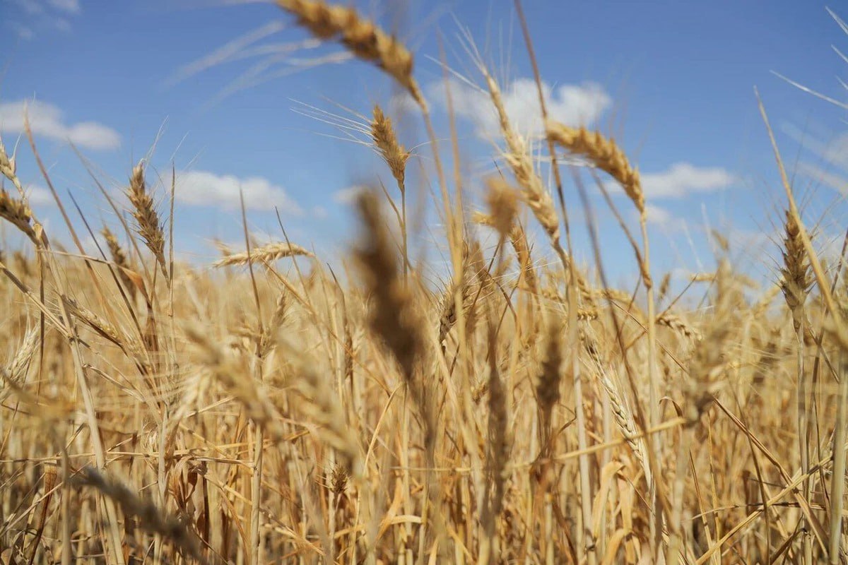 В Херсонской области в 2026 году планируют засеять более 991 тысячи гектаров пахотной земли