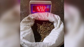 � ���������� ������� ������������ ������� ��������� 3-� ����������� � ������ �������� �� 32,5 ��� ������