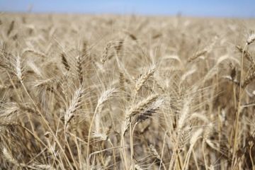 � ���������� ������� ������ ����� 991 ������ �������� ����� � 2026 ����