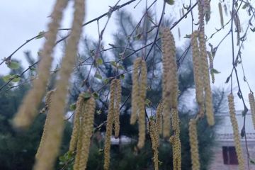 Пронзительный ветер и сырость: какой будет погода в Херсонской области 26 февраля 2026 года