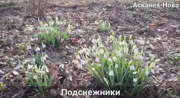 � ��������-���� ��������� ������ �����������