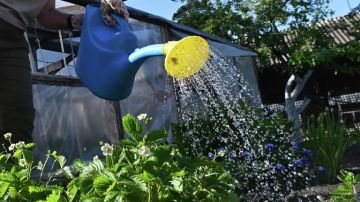 У россиян будут отбирать дачные участки за неиспользование их по целевому назначению