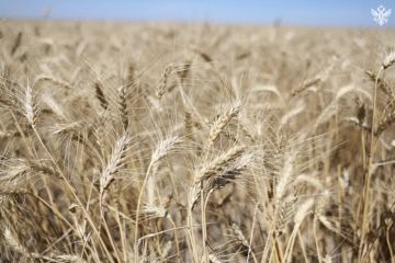 � ���������� ������� ������ ����� 991 ������ �������� ����� � 2026 ����