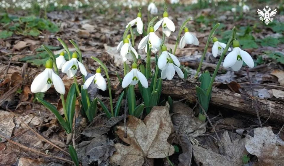 В заповеднике «Аскания-Нова» зацвели первые подснежники