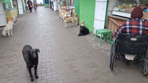 Стаи без контроля: в Геническе бродячие собаки терроризируют жителей